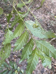 Toechima daemelianum