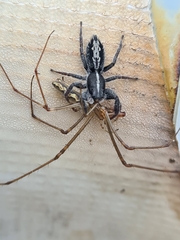 Ocrisiona leucocomis