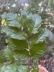Toechima daemelianum