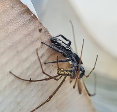 Ocrisiona leucocomis