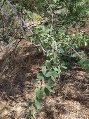Pithecellobium dulce