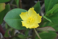 Talinum fruticosum