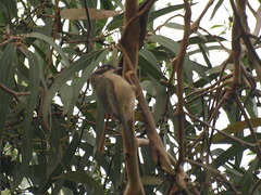 Melithreptus brevirostris