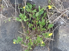 Talinum fruticosum