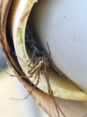 Ocrisiona leucocomis