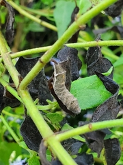 Condica albigera