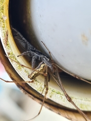 Ocrisiona leucocomis