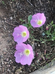 Oenothera speciosa