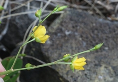 Talinum fruticosum