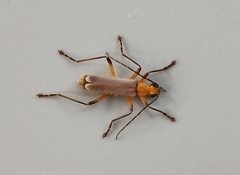 Chauliognathus cinguliventris