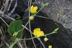 Talinum fruticosum