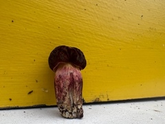 Xerocomellus salicicola
