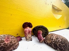 Xerocomellus salicicola