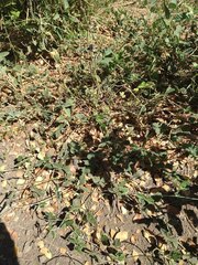 Macroptilium atropurpureum