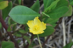 Talinum fruticosum