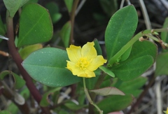 Talinum fruticosum
