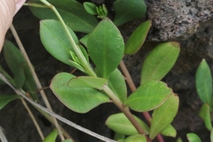 Talinum fruticosum