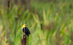 Chrysomus icterocephalus