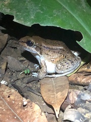 Leptodactylus rhodonotus