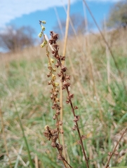 Agrimonia parviflora