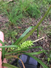 Carex lupulina
