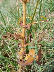 Agrimonia parviflora