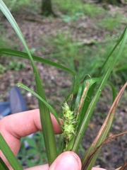 Carex lupulina