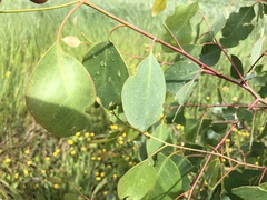 Eucalyptus ovata