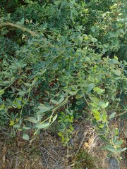 Pithecellobium dulce