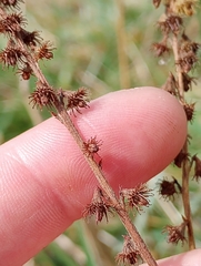 Agrimonia parviflora