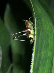 Conocephalus versicolor