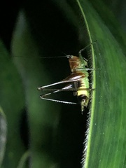 Conocephalus versicolor