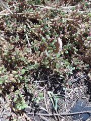 Trianthema portulacastrum