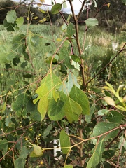 Eucalyptus ovata
