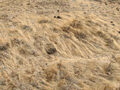 Eragrostis barrelieri