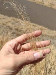 Eragrostis barrelieri