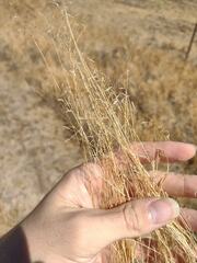 Eragrostis barrelieri