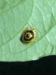 Ischnocodia annulus