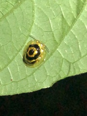 Ischnocodia annulus