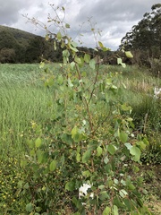 Eucalyptus ovata