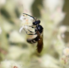 Lasioglossum fuscipenne