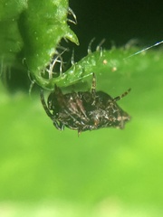 Wagneriana