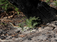 Notechis scutatus
