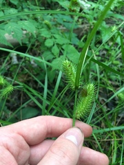 Carex lurida