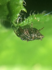 Wagneriana