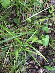 Carex lurida
