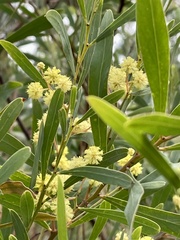 Acacia retinodes