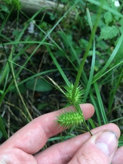 Carex lurida
