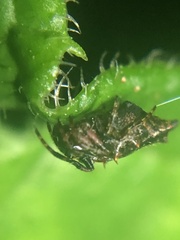 Wagneriana