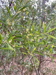 Acacia retinodes